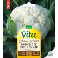 Vita Vilmorin chou fleur merveille de toutes saisons