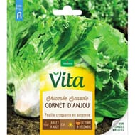 Vita Vilmorin chicoree scarole cornet anjou