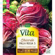 Vita Vilmorin chicoree palla rossa 5