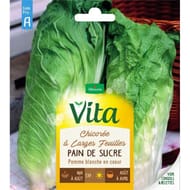 Vita Vilmorin chicoree pain de sucre