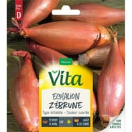Vita Vilmorin échalion zebrune vtv d