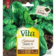 Vita Vilmorin epinard lagos hf1