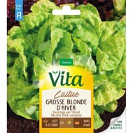 Vita Vilmorin laitue grosse blonde hiver