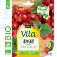Vita vilmorin fraisier des bois bio