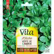 Vita Vilmorin mache verte de cambrai