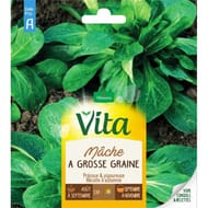 Vita Vilmorin mache grosse graine