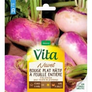 Vita Vilmorin navet rouge plat hatif