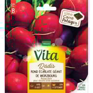 Vita Vilmorin radis rond wurzbourg