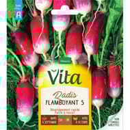 Vita Vilmorin radis flamboyant 5