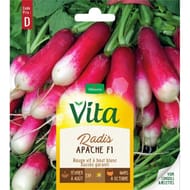Vita Vilmorin radis apache hf1