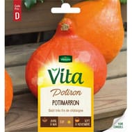 Vita Vilmorin potiron uchiki kuri