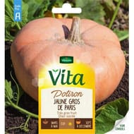 Vita Vilmorin potiron jaune gros paris