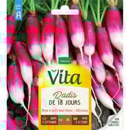 Vita Vilmorin radis de 18 jours