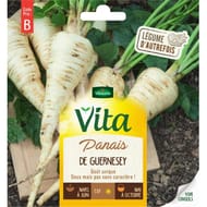 Vita Vilmorin panais de guernesey