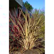 Cordyline  australis variés C 4,5