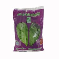 Salade bio sucrine 2 pièces