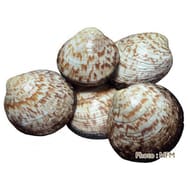 Amandes de mer