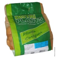 Alouette 28/35 verbag de 25 plants