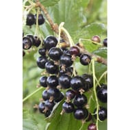 Cassis varies c 4/4,5