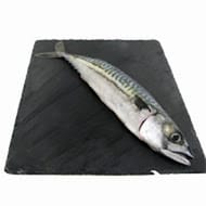 Maquereau caissette