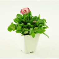Pâquerette à grandes fleurs pot 1 litre
