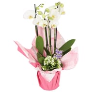 Composition atoll - phalaenopsis kalanchoe corolle