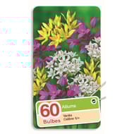 Bulbes alliums 5/+ variés x 60