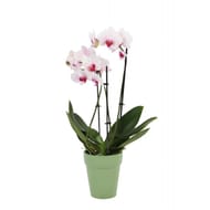 Composition chloé - phalaenopsis céramique