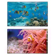 Sous main aquarium