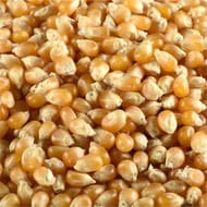 Juste bio maïs à pop corn bio