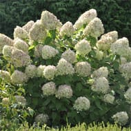 Hydrangea paniculata c5l rc