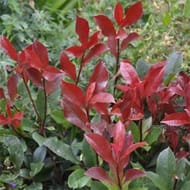 Photinia fraserii carré rouge c.3