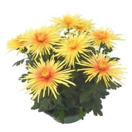 Chrys tokyo/spider grosses fleurs unifleur 6/7 têtes coupe d25cm