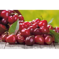Cerises