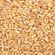 Juste bio petit épeautre bio vrac