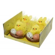Boite 4 nids avec poussins et oeufs
