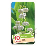 Muguet de jardin blanc x10