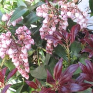Pieris c.3l rc