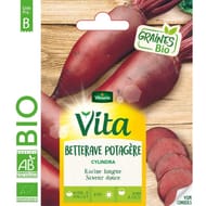 Vita Vilmorin betterave potagère cylindra bio