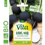 Vita Vilmorin radis noir gros rond d'hiver bio