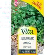 Vita Vilmorin coriandre cultivée eco