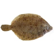Limande sole