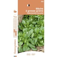 Francegraines Mâche à grosses graines