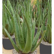 Aloe vera c.4