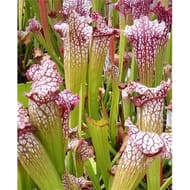 Sarracenia variées (plantes carnivores d'extérieur) 4 ans d'age c4l rc
