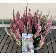 Bruyere calluna vulgaris trio tricolore c.5l rc