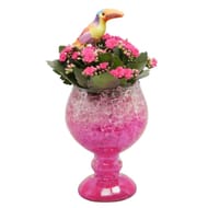 Kalanchoë pot de 9 dans verre carnaval avec gel couleur