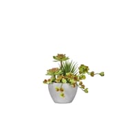 Cactees gm dans pot beton