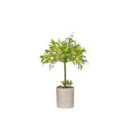 Arbuste colore dans pot béton gm