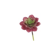 Pic  de plante grasse